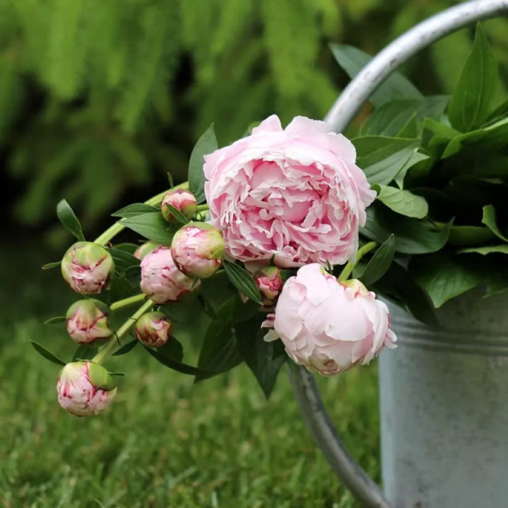 The Sacred Bonsai Bowl Lotus Flower Seeds