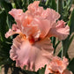 Rare Tall Bearded Iris Flower Seeds