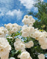 Climbing Vine Rose Flower Seeds