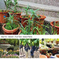 Mist Cooling Automatic Irrigation System