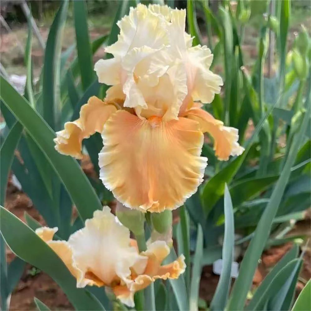 Rare Tall Bearded Iris Flower Seeds