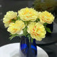The Sacred Bonsai Bowl Lotus Flower Seeds