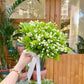Perfume Jasmine Seeds – Winter Planting, Perennial Blooms & Fragrant Garden Elegance (Only seeds, without flower pot)