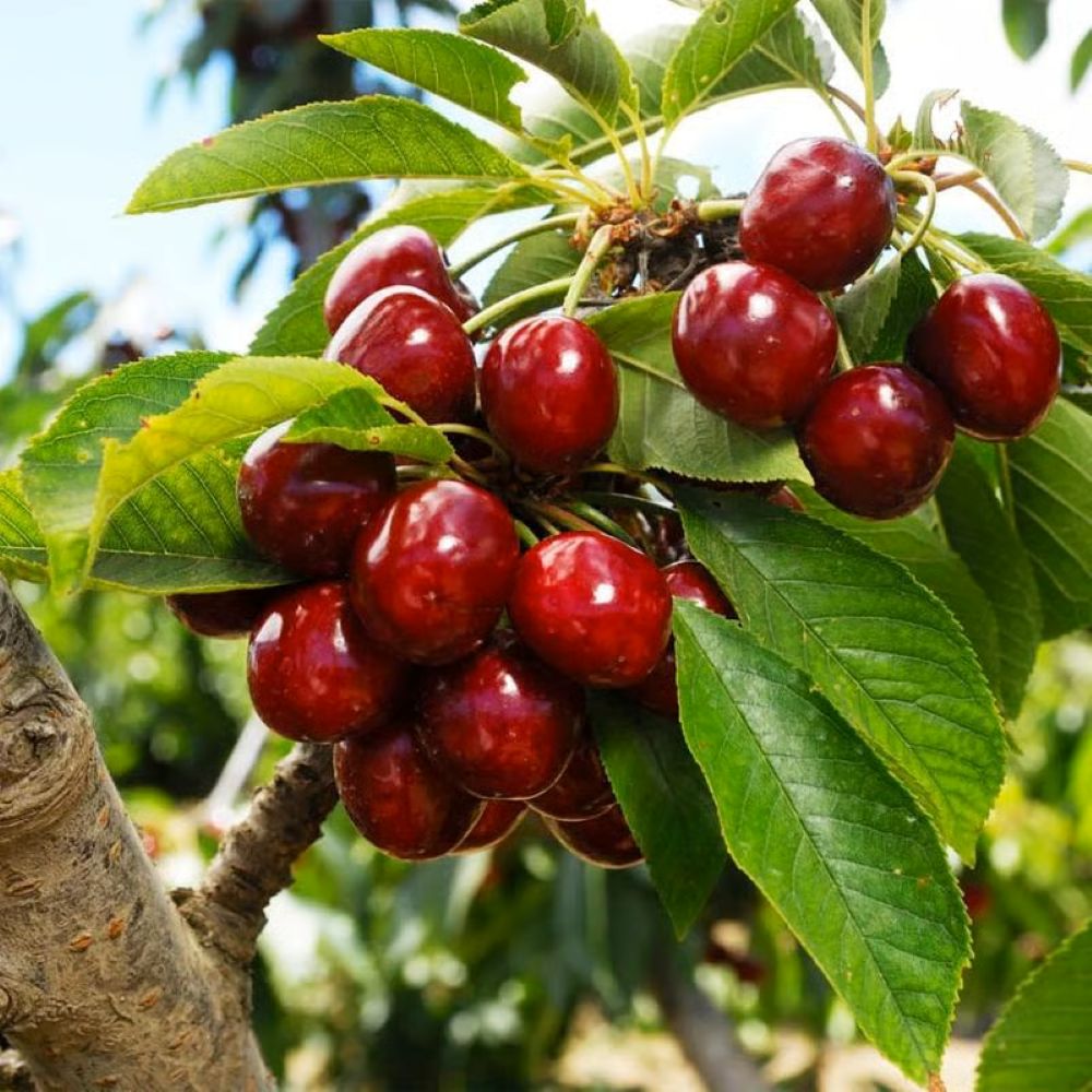 Sweet Cherry Seeds