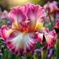 Rare Tall Bearded Iris Flower Seeds