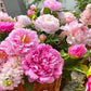 The Sacred Bonsai Bowl Lotus Flower Seeds