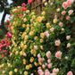 Climbing Vine Rose Flower Seeds