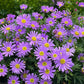 Insect Killers: Pyrethrum Daisy Seeds