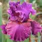 Rare Tall Bearded Iris Flower Seeds