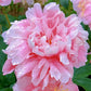 The Sacred Bonsai Bowl Lotus Flower Seeds