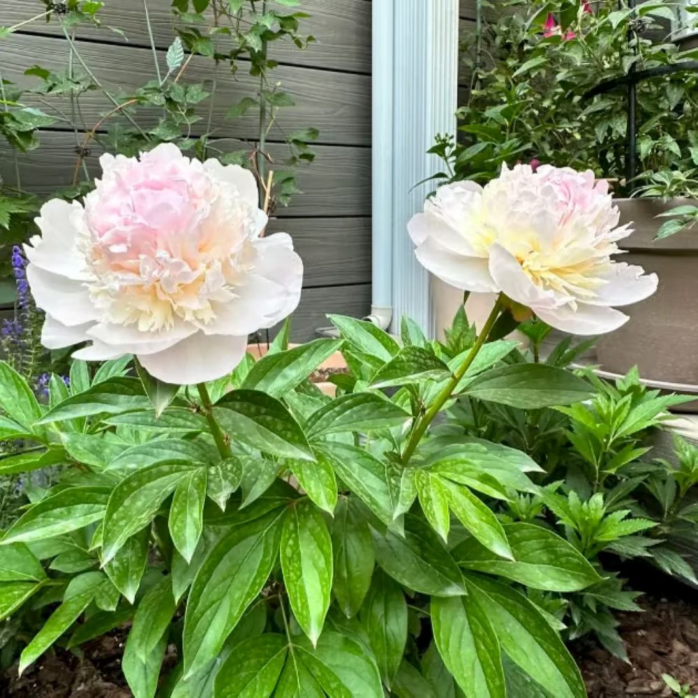 The Sacred Bonsai Bowl Lotus Flower Seeds