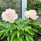 The Sacred Bonsai Bowl Lotus Flower Seeds