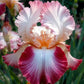 Rare Tall Bearded Iris Flower Seeds