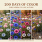 Premium Cornflower Seeds