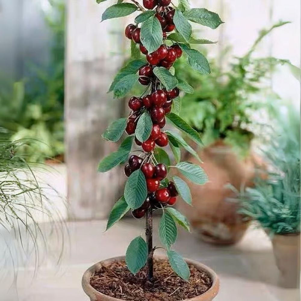 Sweet Cherry Seeds