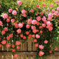 Climbing Vine Rose Flower Seeds