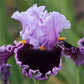 Rare Tall Bearded Iris Flower Seeds