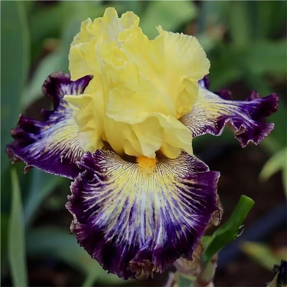 Rare Tall Bearded Iris Flower Seeds