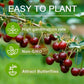 Sweet Cherry Seeds