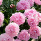 The Sacred Bonsai Bowl Lotus Flower Seeds