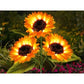Solar LED Sunflower Garden Lights