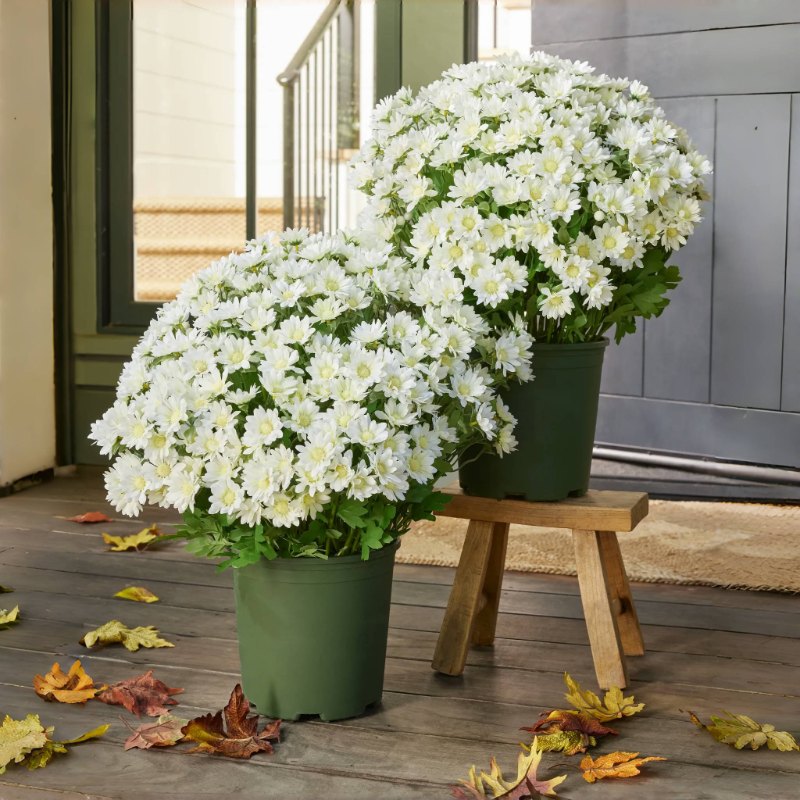 Artificial Outdoor Sunset Mums Flowers - UV resistant, Waterproof, Windproof