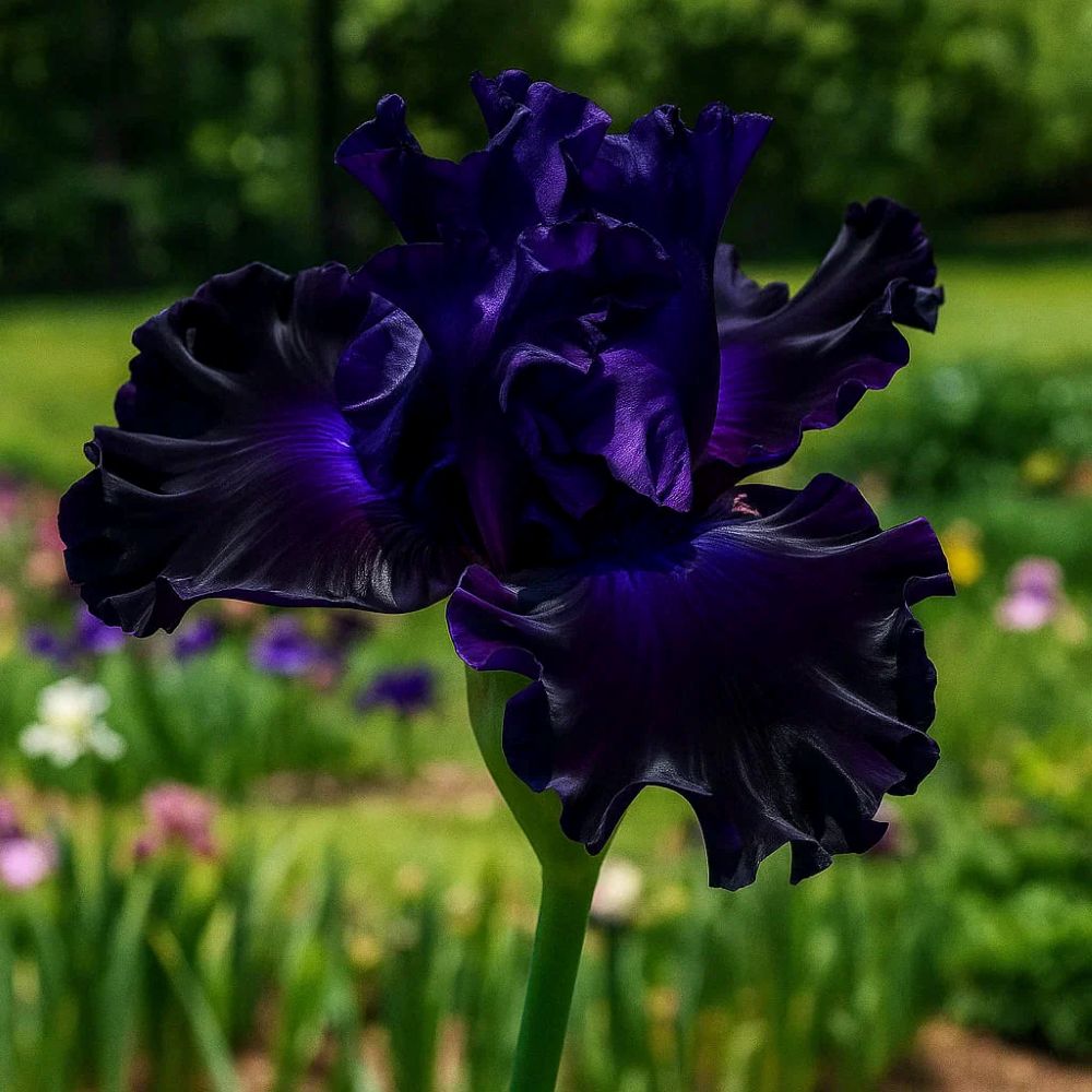 Rare Tall Bearded Iris Flower Seeds