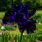 Rare Tall Bearded Iris Flower Seeds