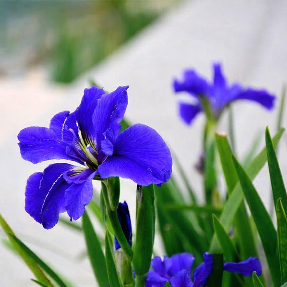 Rare Tall Bearded Iris Flower Seeds