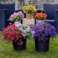 Rainproof Lifelike Artificial Flowers With UV-Shield Coating