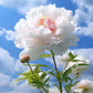 The Sacred Bonsai Bowl Lotus Flower Seeds