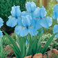 Rare Tall Bearded Iris Flower Seeds