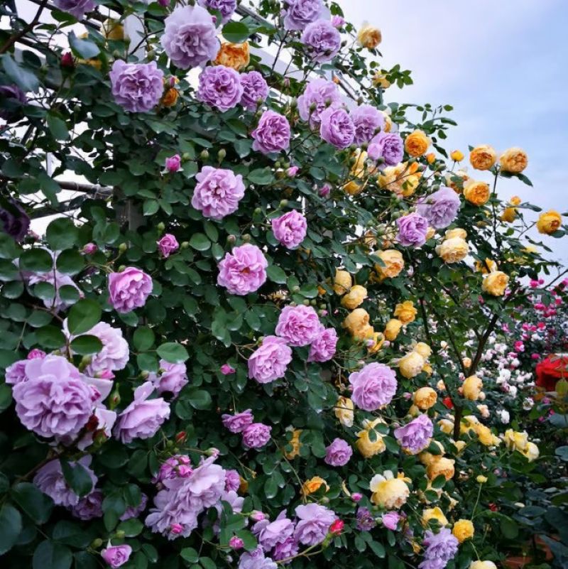 Climbing Vine Rose Flower Seeds