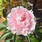 The Sacred Bonsai Bowl Lotus Flower Seeds