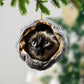 Siamese Cat - Animal Christmas Ornament CH261