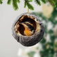 Oriole - Animal Christmas Ornament CH308