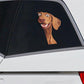 Vizsla Dog - Peekaboo Dog Head Car Sticker - DS002