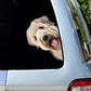 Soft-coated Wheaten Terrier Dog - Peekaboo Dog Head Car Sticker - DS007