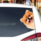 Pomeranian Dog - Peekaboo Dog Head Car Sticker - DS011