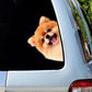 Pomeranian Dog - Peekaboo Dog Head Car Sticker - DS011