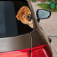 Chow Chow Dog - Peekaboo Dog Head Car Sticker - DS017