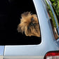Brussels Griffon Dog - Peekaboo Dog Head Car Sticker - DS018