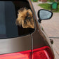 Brussels Griffon Dog - Peekaboo Dog Head Car Sticker - DS018