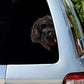 Bouvier Des Flandres Dog - Peekaboo Dog Head Car Sticker - DS019