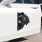 Newfoundland Dog - Peekaboo Dog Head Car Sticker - DS036