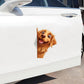 Golden Retriever Dog - Peekaboo Dog Head Car Sticker - DS055