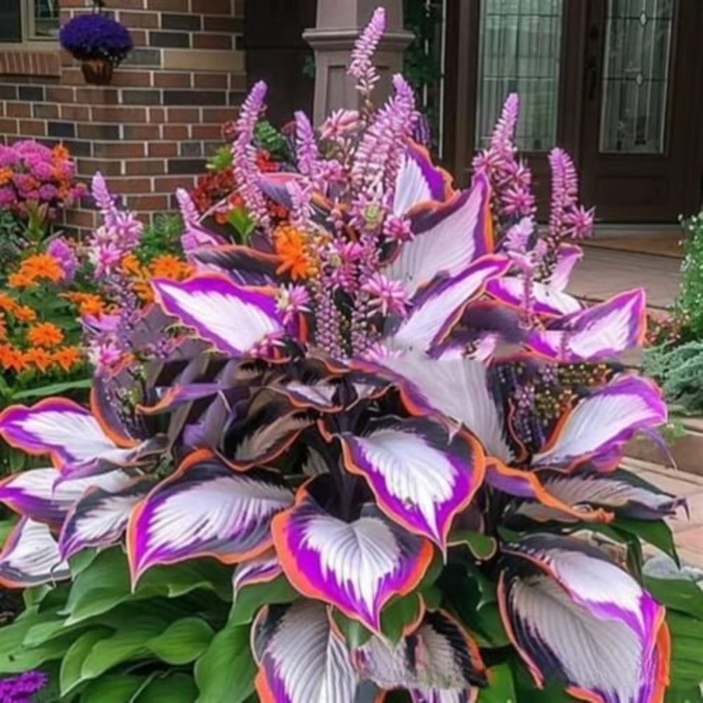 Hosta Seeds Perennial Shade Plant for Garden