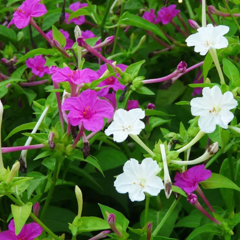 Perfume Jasmine Seeds – Winter Planting, Perennial Blooms & Fragrant Garden Elegance (Only seeds, without flower pot)