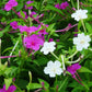 Perfume Jasmine Seeds – Winter Planting, Perennial Blooms & Fragrant Garden Elegance (Only seeds, without flower pot)