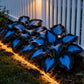 Hosta Seeds Perennial Shade Plant for Garden